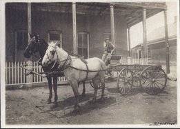 Rudolph Zadow driving the butcher wagon for People’s Market, taken June 8, 1907, on Bateman Street in front of the Ryland Building in Eureka. 